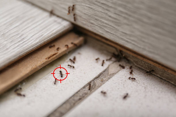Best Flea Control Services  in Annandale, NJ
